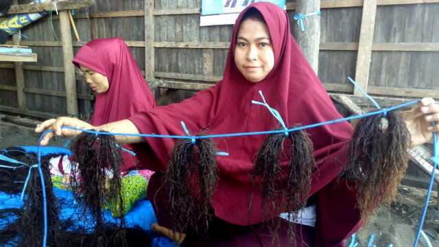 Perempuan-perempuan Takalar, Sulawesi Selatan sedang mengikat rumput laut. (Foto: Marcia Audita/kumparan)