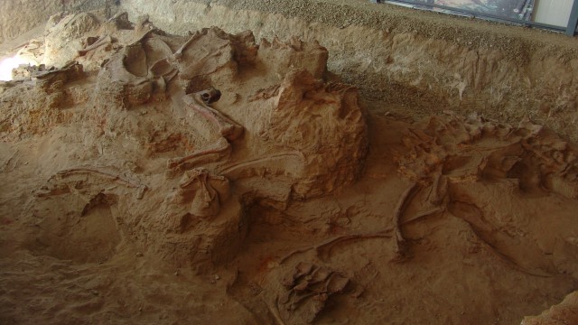 Fosil Lingwulong shenqi atau naga Lingwulong yang menakjubkan. (Foto: Zhang Zongda via Reuters)