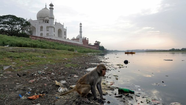 Seekor monyet saat makan di atas polusi plastik dekat dengan tempat bersejarah Taj Mahal, India. (Foto: REUTERS/Saumya Khandelwal)