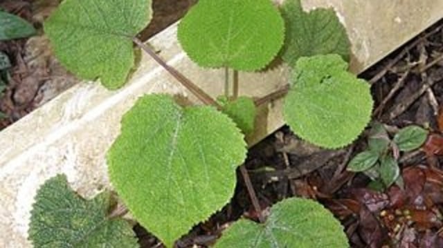 Gympie Gympie. (Foto: Danny S. via Wikimedia Commons)