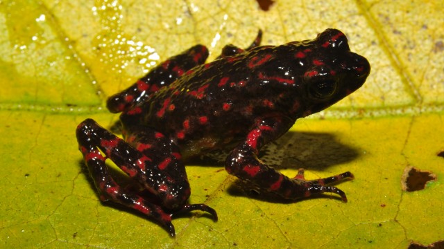 Kodok Leptophryne cruentata. (Foto: Farits Alhadi/LIPI)