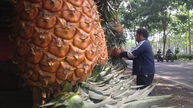 Oleh-oleh Khas Subang, Ya Nanas | kumparan.com