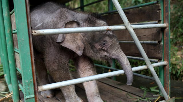 Gajah kerdil di Malaysia (Foto: Mohd Rasfan/AFP)