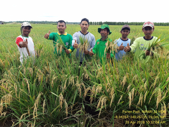 Panen Padi Inpari (Foto: Kementan)
