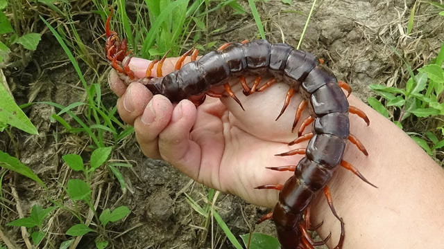 Lipan (Foto: mr guess/YouTube)