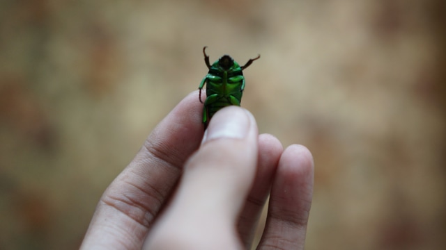 Samber lilin, binatang yang biasa dijadikan susuk. (Foto: Nugroho Sejati/kumparan)