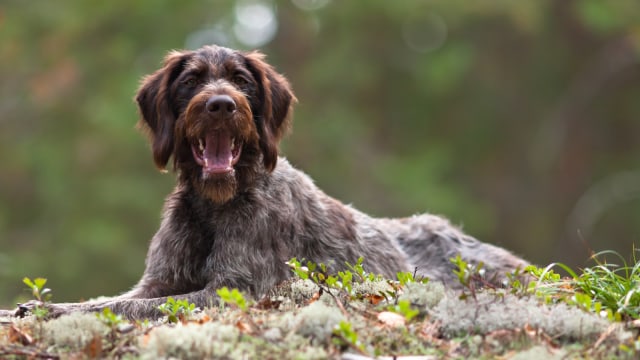 Ilustrasi Anjing German, wirehaired pointer. (Foto: Shutter stock)