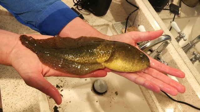 Kecebong raksasa seukuran pisang (Foto: Kecebong raksasa seukuran pisang)