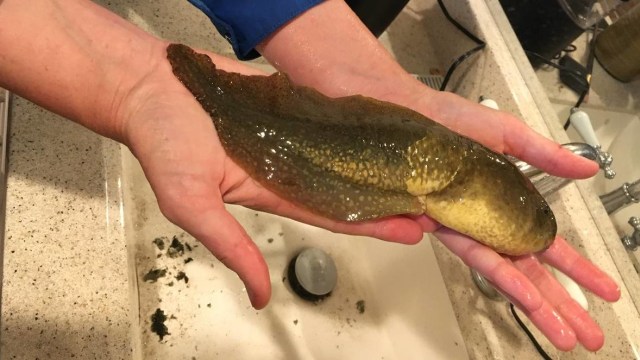 Kecebong raksasa seukuran pisang (Foto: Twitter @Afro_Herper)