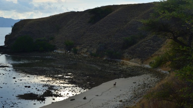 Kondisi di Gili Lawa, Nusa Tenggara Timur usai terjadi kebakaran (2/8). (Foto: Twitter @ErikNurRohman)
