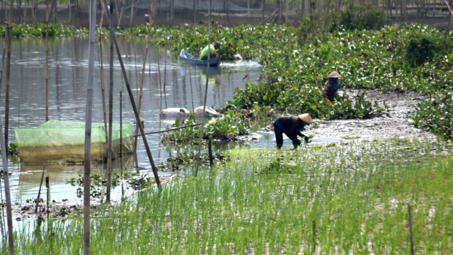 Dampak kemarau di Indonesia (Foto: Antara/Aditya Pradana Putra)