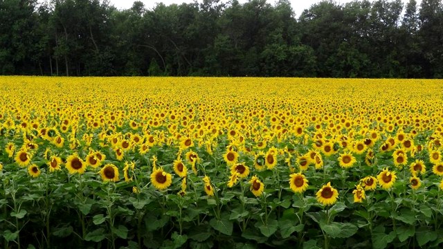 Taman bunga matahari Bogle Seeds. (Foto: Bogle Seeds/Facebook)