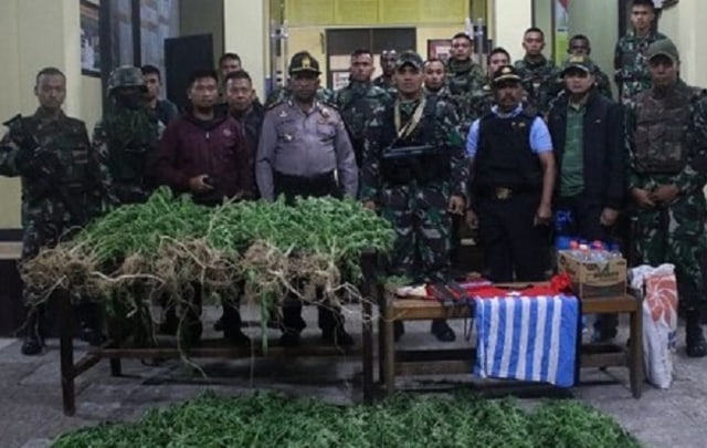 TNI Wamena Temukan Ladang Berisi 158 Batang Ganja 