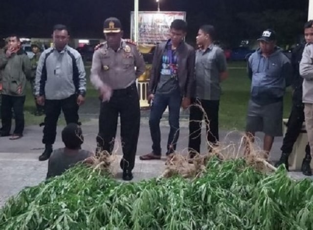 TNI Wamena Temukan Ladang Berisi 158 Batang Ganja  (1)