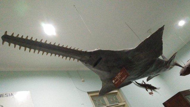 Museum Geologi Kebun Raya Bogor (3)