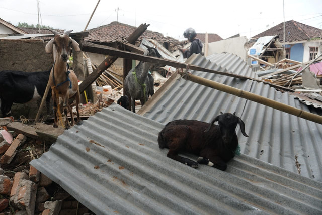 Beberapa ekor kambing berada di antara puing reruntuhan bangunan di Dusun Wadon, Desa Kekait, Kecamatan Gunung Sari, Kab. Lombok Utara, NTB, Senin (6/8). (Foto: Jamal Ramadhan/kumparan)