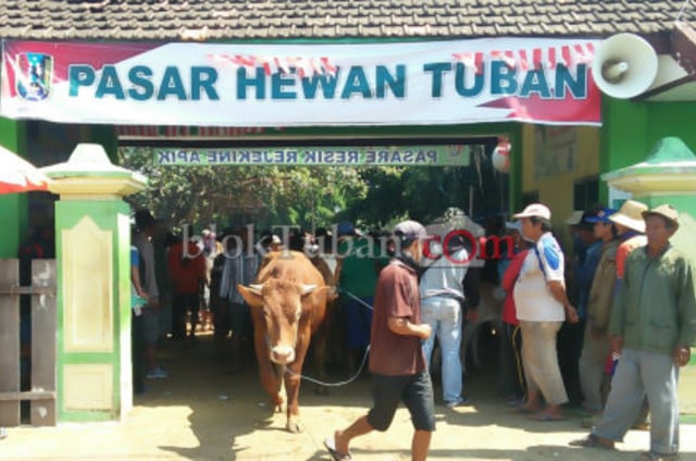 Kualitas Bagus, Sapi Tuban Diburu Luar Daerah