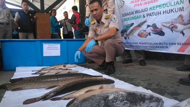 25 ikan berbahaya dimusnahkan oleh BKIPM Yogyakarta, Selasa (7/8). (Foto: Arfiansyah Panji Purnandaru/kumparan)
