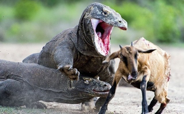 Perubahan Sikap Komodo dari Masa ke Masa, Tangkas hingga Malas (4)