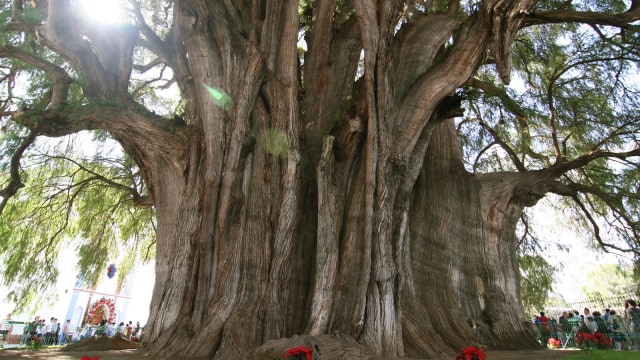 Pohon Kehidupan El Arbol del Tule