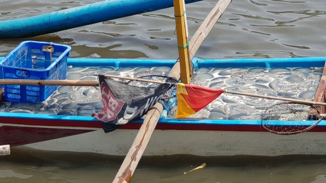 Nelayan Cilacap Panen Ubur-ubur (Foto: Dok: istimewa)
