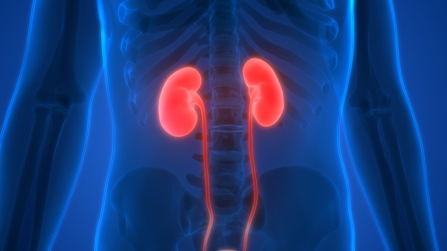 Ilustrasi ginjal. (Foto: shutterstock.com)