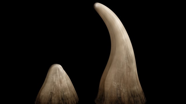 Ilustrasi Cula Badak Foto: Shutterstock.com