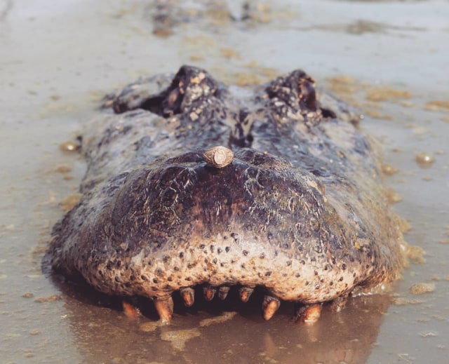 Big Tex, buaya besar dari Texas (Foto: Makenzie Alexis Noland/ Facebook)
