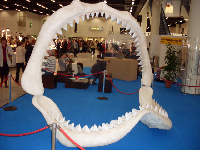 5 Fakta Menarik Tentang Megalodon