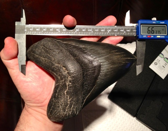 5 Fakta Menarik Tentang Megalodon (2)