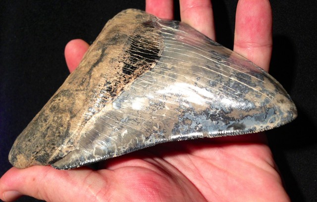 5 Fakta Menarik Tentang Megalodon (3)