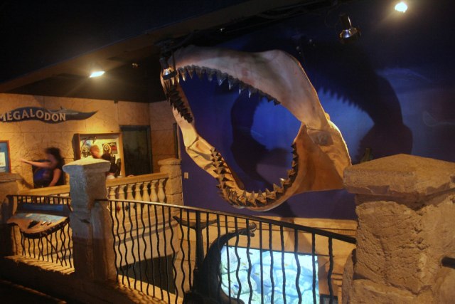 5 Fakta Menarik Tentang Megalodon (4)