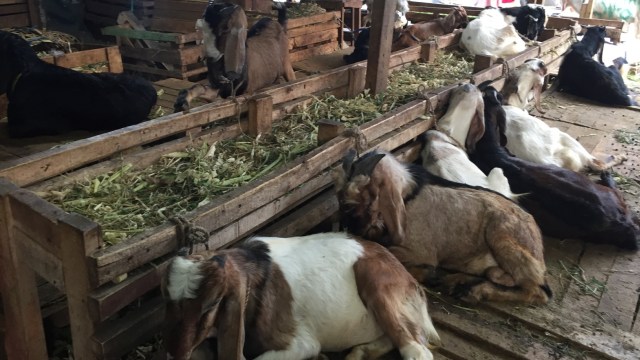 Pasar Kambing di Jalan Sabeni, Tanah Abang, Jakarta Pusat, Minggu (12/8/2018). (Foto: Ema Fitriyani/kumparan)