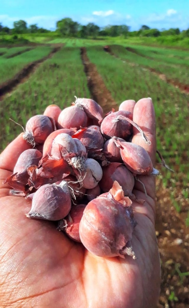 Petani Bawang Merah (Foto: Kementan)