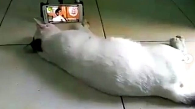 Seekor kucing menyaksikan tausiyah Ustaz Somad. (Foto: Instagram/@ustadzabdulsomad)