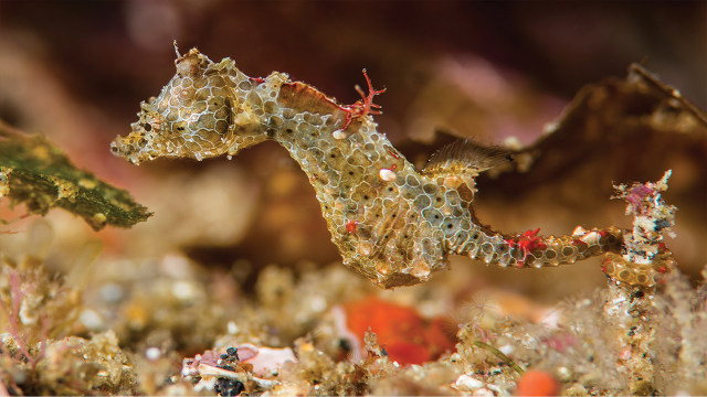 Hippocampus japapigu, spesies kuda laut terbaru yang ditemukan di Jepang
 (Foto: Richard Smith via ZooKeys)