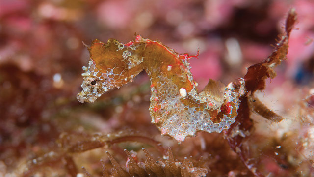 Hippocampus japapigu, spesies kuda laut terbaru yang ditemukan di Jepang
 (Foto: Richard Smith via ZooKeys)