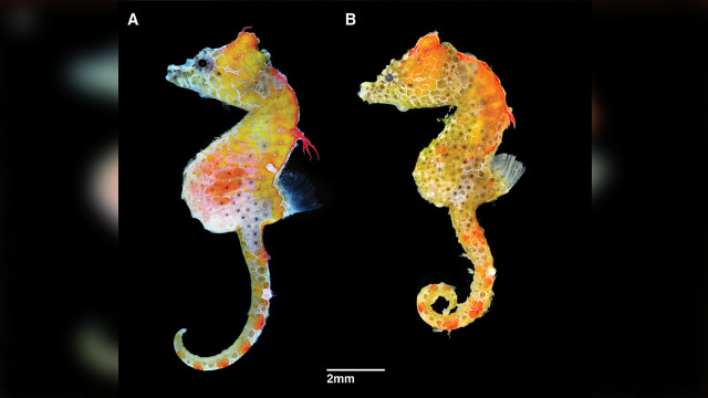 Hippocampus japapigu, spesies kuda laut terbaru yang ditemukan di Jepang
 (Foto: Richard Smith via ZooKeys)