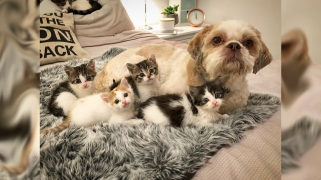 Anjing Dan 74 Anak Kucing Saja Bisa Bersatu
