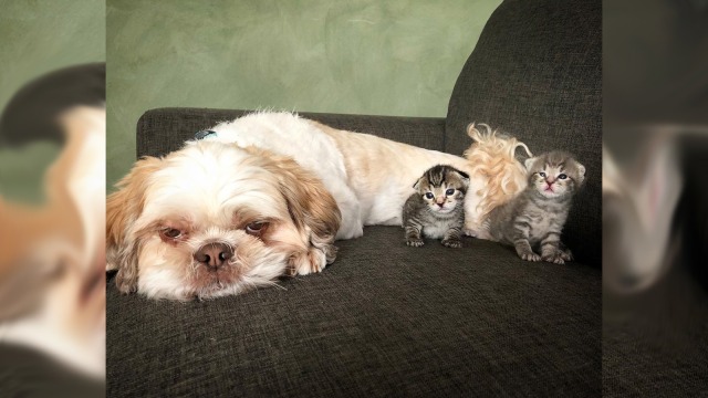 Anjing Dan 74 Anak Kucing Saja Bisa Bersatu (1)