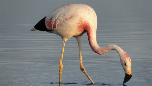 Andean flamingo atau Phoenicoparrus andinus di Chile (Foto: Mauricio Sandoval Reyes via Wikimedia Commons (CC BY-SA 3.0))