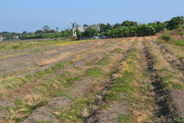  Kekeringan Melanda Area Persawahan di 5 Kelurahan Kota Tegal