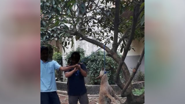 Pembunuhan anjing di kampus swasta di Jakarta, Minggu (12/8/18). (Foto: Instagram @gardasatwaindonesia)