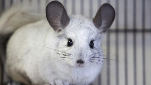 Chinchilla: Alternatif Peliharaan Mungil yang Mulai Banyak Dilirik (1)