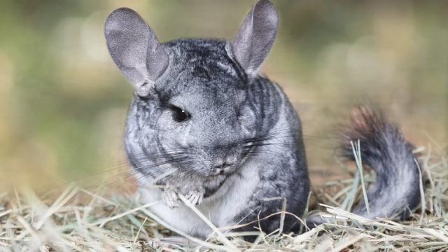 Chinchilla: Alternatif Peliharaan Mungil yang Mulai Banyak Dilirik (2)