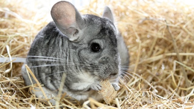 Chinchilla: Alternatif Peliharaan Mungil yang Mulai Banyak Dilirik (3)