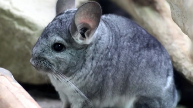 Chinchilla: Alternatif Peliharaan Mungil yang Mulai Banyak Dilirik (4)