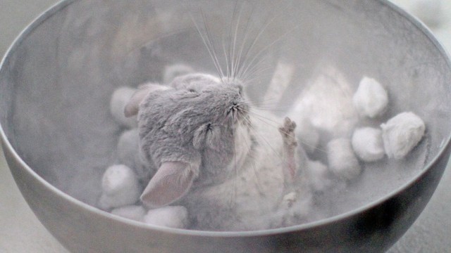 Chinchilla: Alternatif Peliharaan Mungil yang Mulai Banyak Dilirik (5)