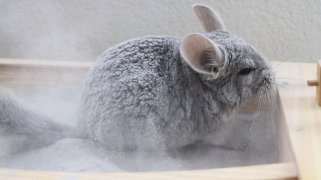 Chinchilla: Alternatif Peliharaan Mungil yang Mulai Banyak Dilirik (6)