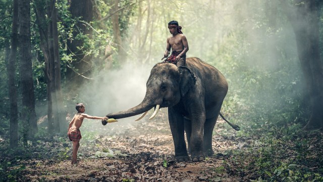 Ilustrasi naik gajah  (Foto: Pixabay)